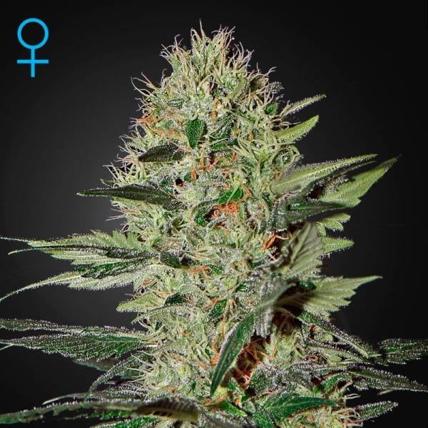 Exodus Cheese Auto CBD