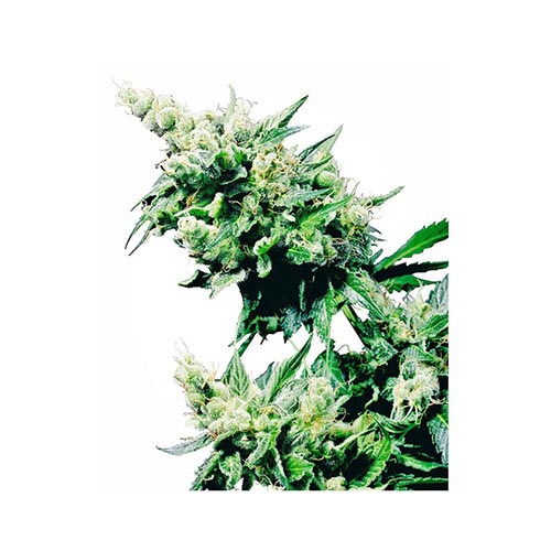 Hash Plant Regolari
