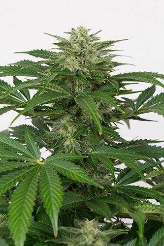 Haze CBD Auto