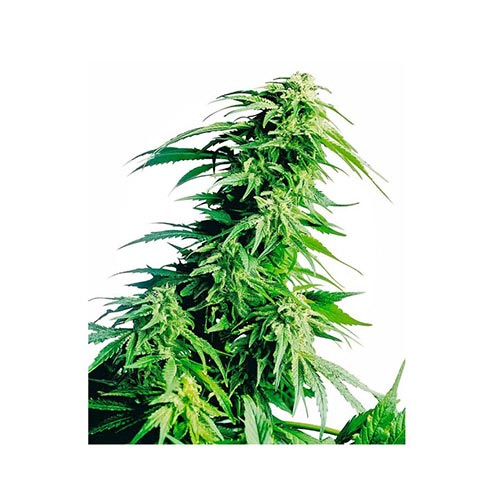 Hindu Kush Regolari