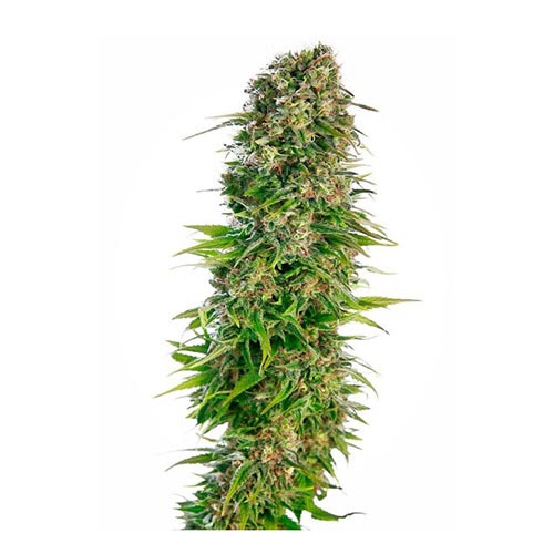 Hindu Kush Auto