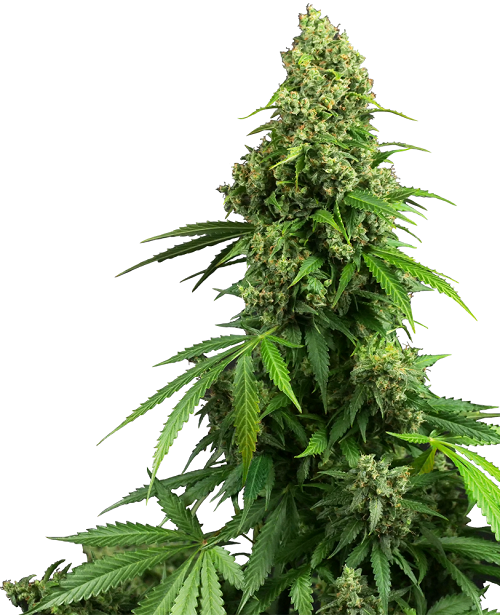 Honey Melon Kush Auto