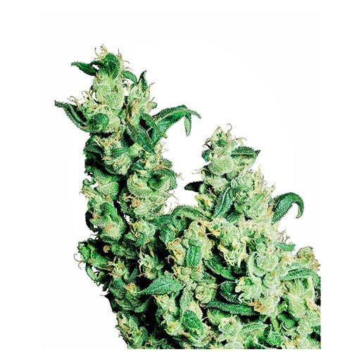 Jack Herer Regolari
