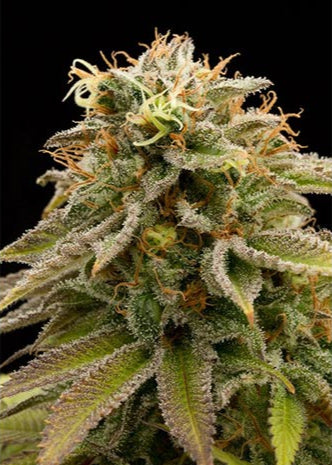 Lemon Thai Kush
