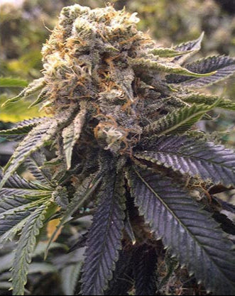 Lost Coast Hash Plant