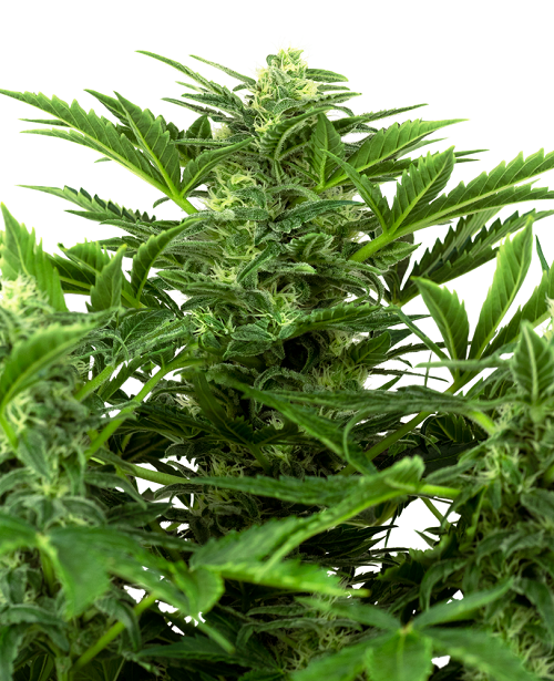 Mandarine Punch Auto
