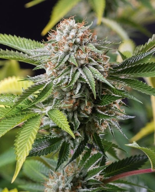 Mango Sapphire