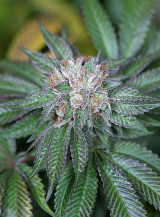 Master Kush