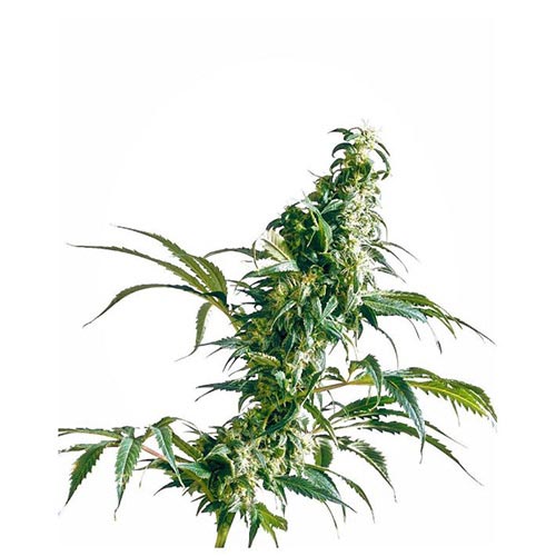 Mexican Sativa Regolari