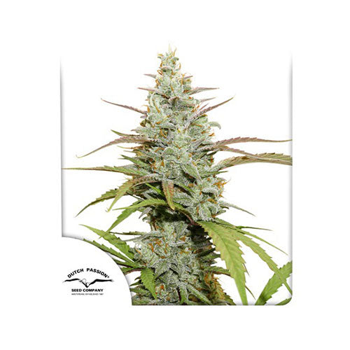 Auto Mokum's Tulip