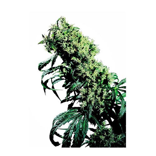 Northern Lights #5 x Haze Regolari