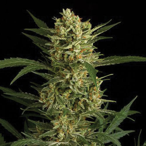 Original Amnesia Auto