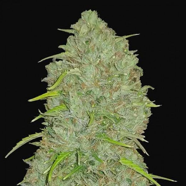 Original Jack Herer Auto