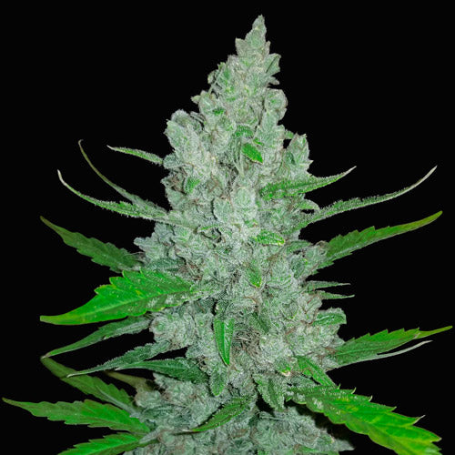 Original Sour Diesel Auto