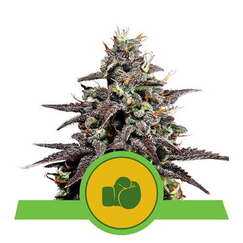 Purple Punch Automatic
