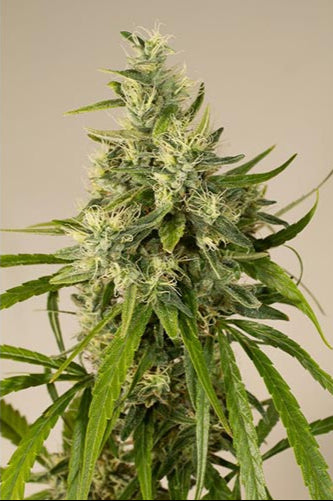 Purple Trainwreck