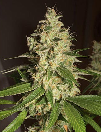 Raspberry Diesel