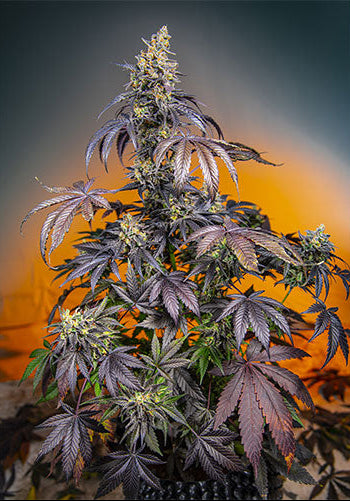 Red Gorilla Girl XL Auto