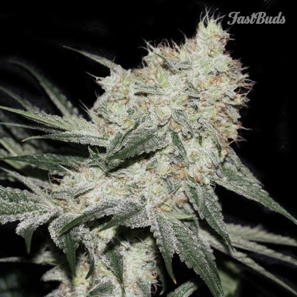 Rhino Ryder Auto