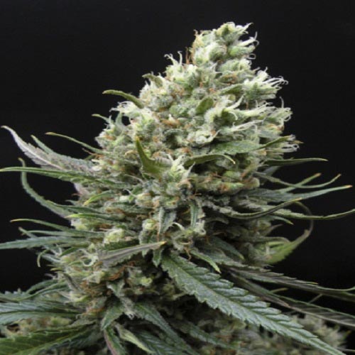 Ripper Haze