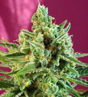 S.A.D. CBD Auto