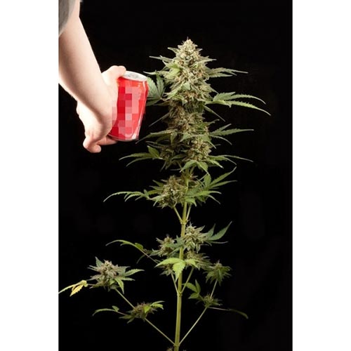 Haze Auto