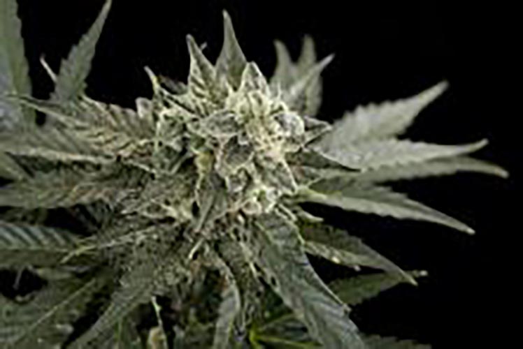 Roadrunner#2 - Auto