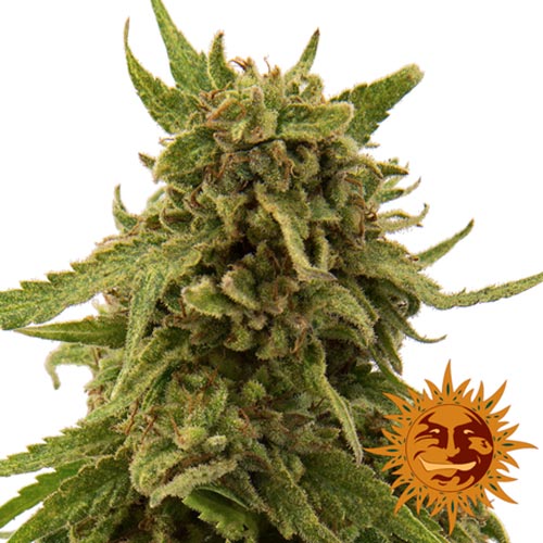 CBD Critical Cure
