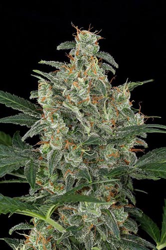 Cheese Auto