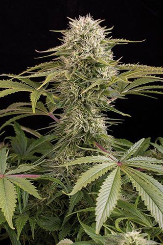 Kush-N-Cheese Auto