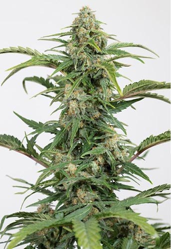 Dinamed CBD Auto