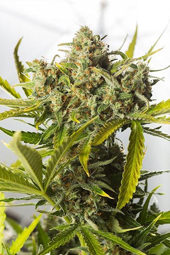 Blue Critical Auto