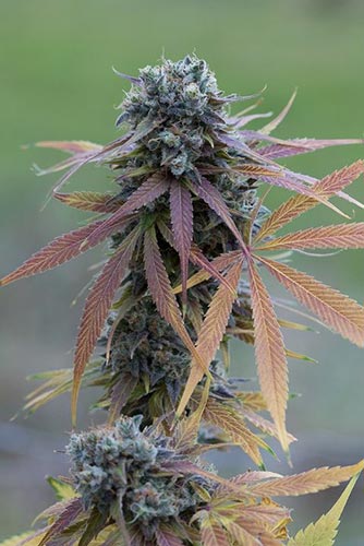 Blue Kush 1 Auto Seme