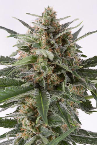 Critical+ Auto
