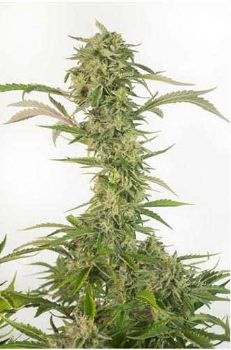 OG Kush CBD Auto