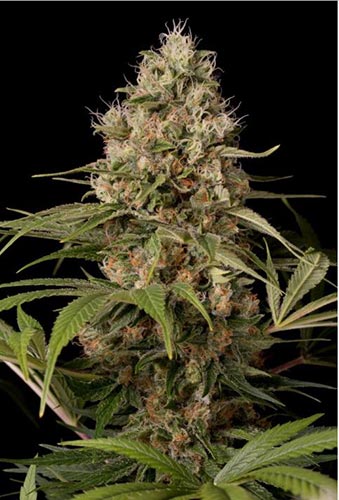 Shark Shock CBD