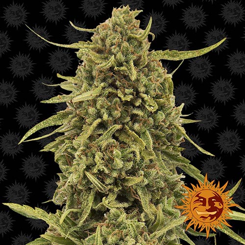 Widow Remedy Regolari