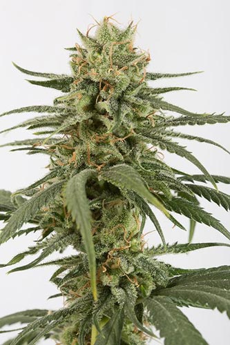 Amnesia CBD .