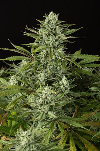 Cheese CBD .