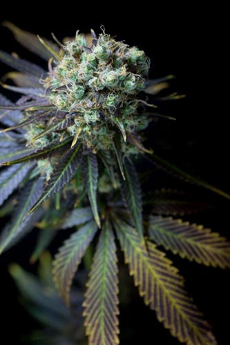 Dinamed CBD