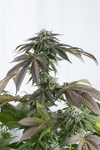 Bubba Kush CBD .