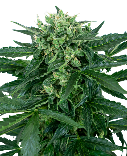 Sensi Amnesia Auto