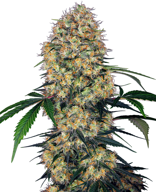 Sensi Amnesia XXL Auto