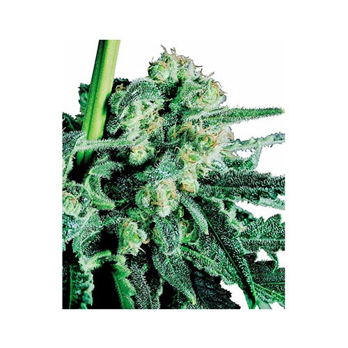Sensi Skunk Regolari