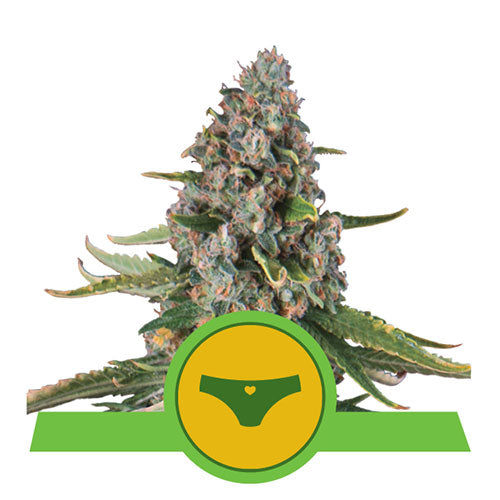 Sherbet Queen Automatic