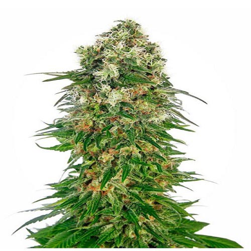 Shiva Skunk Auto