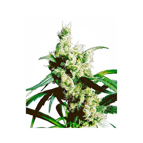 Silver Haze Regolari