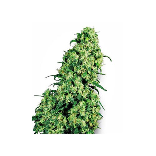 Skunk#1 - Regolari
