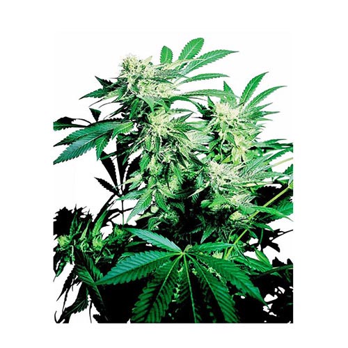 Skunk Kush Regolari