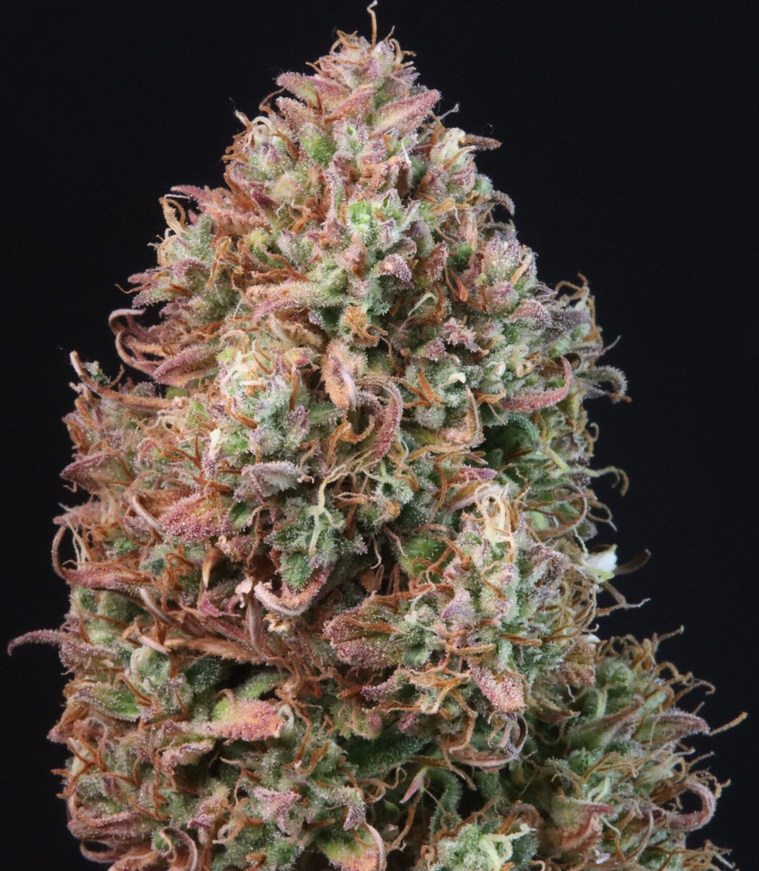 Sour Jealousy Auto